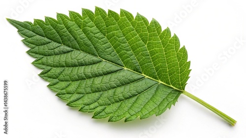 Single Vibrant Green Leaf Isolated on White Background