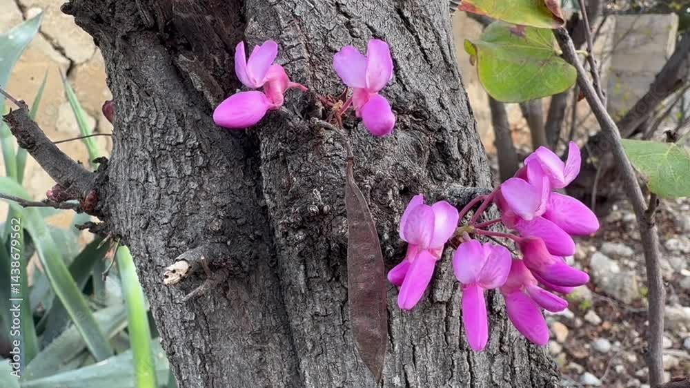 Cercis siliquastrum, commonly known as the Judas tree is a small deciduous tree in the flowering plant family Fabaceae which is noted for its prolific display of deep pink flowers in spring.