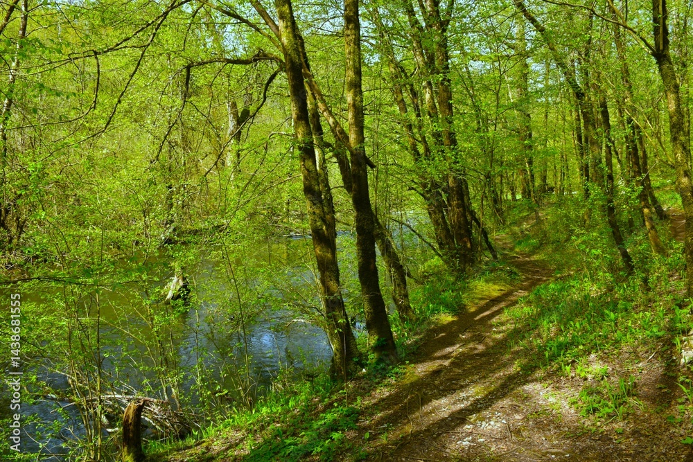 Beautiful deciduous, broadleaf, temperate forest next to Rak river in Rakov Škocjan in Notranjska, Slovenia