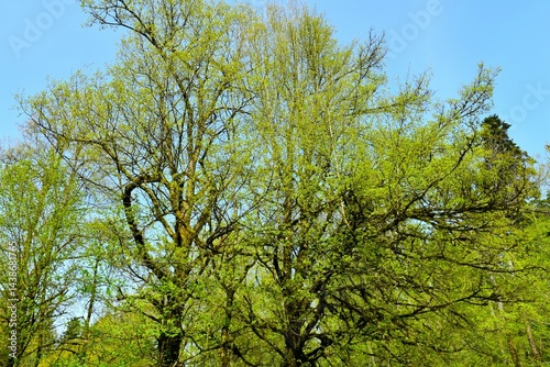 Obraz na płótnie Broadleaf, deciduous trees in green foliage in spring w salonie