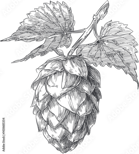 Detailed drawing of hop cone with leaves in black and white engraving. Vector illustration