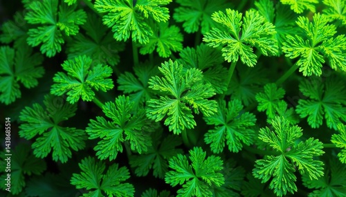Intricate parsley leaf pattern, vibrant green hues, freshness, wallpaper, nature