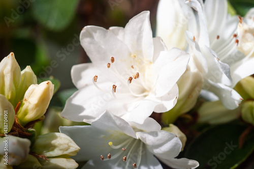 Azalea Diamond White.  A beautiful azalea with stunning white star like flowers