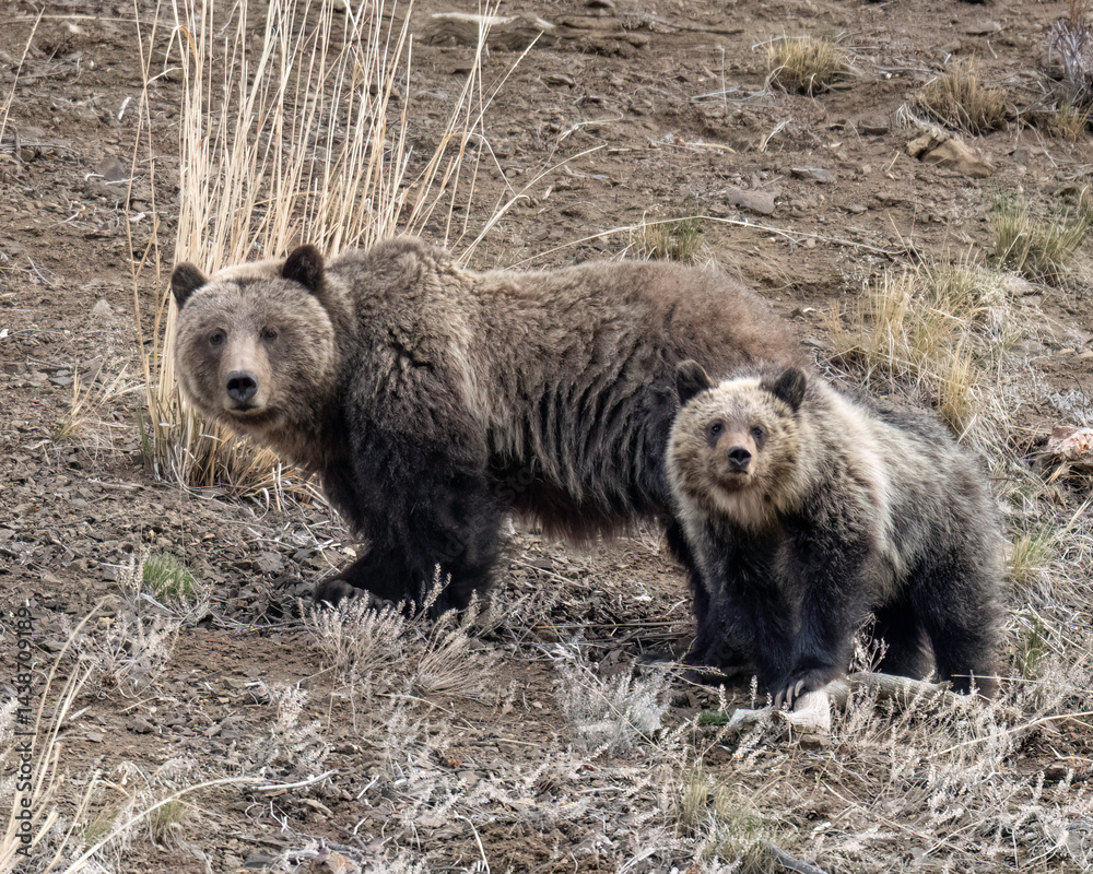 Obraz premium Grizzy (Ursus arctos horribilis) sow and cub, Yellowstone National Park, North America