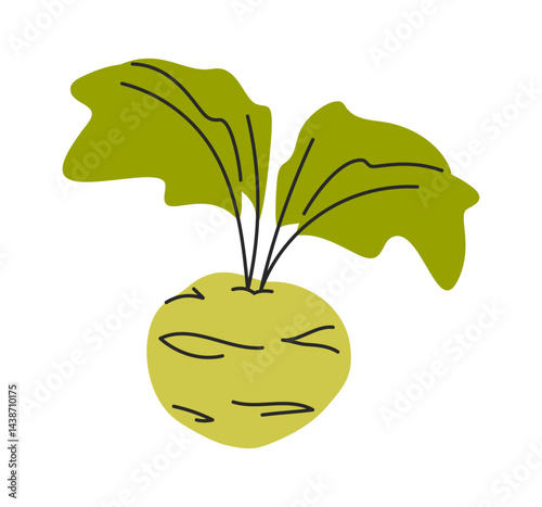 Swede vegetable hand drawn ingredient