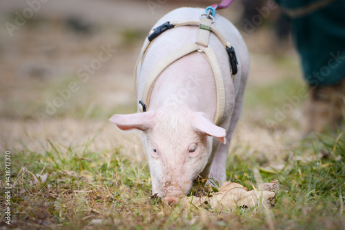 At the sanctuary for animals little piglet for the first time ever walking with a yellow harness and a red leash
