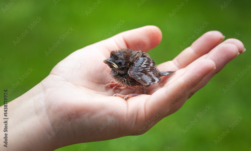 A man holds a baby sparrow in his hand. A man holds a baby sparrow in his hand.