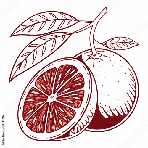 vector illustration of an orange fruit