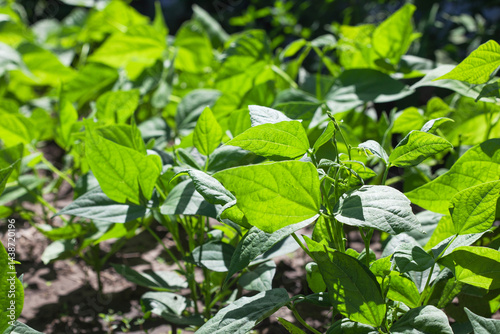 Wallpaper Mural Flowering beans in the garden. Growing red beans Torontodigital.ca