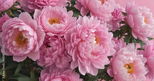 Dense cluster of pink peonies, soft pink backdrop,  elegant,  botany