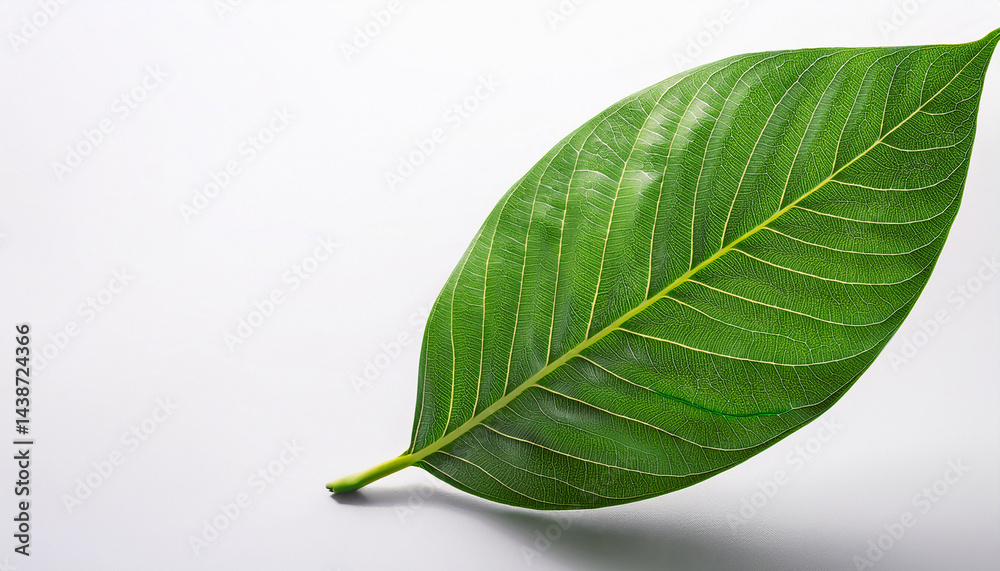 Fototapeta premium green leaf on a white background copy space