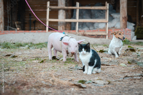 At the backyard of an animal shelter, a little pig walks for the first time with a yellow harness and red leash among cats and dogs and other domestic animals
