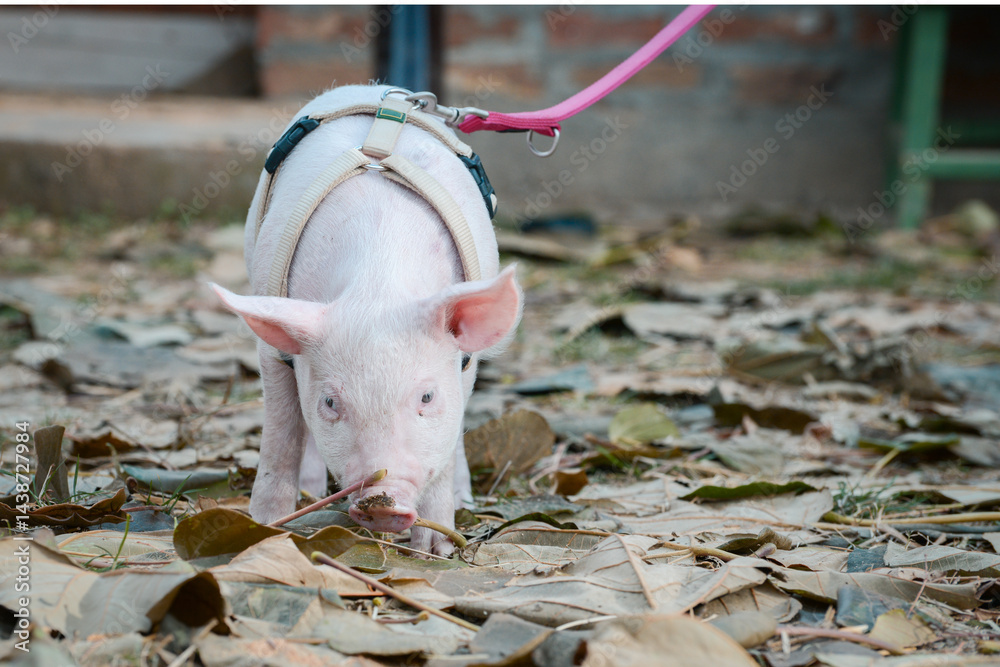 At the sanctuary for animals little piglet for the first time ever walking with a yellow harness and a red leash