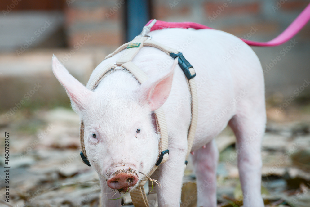At the sanctuary for animals little piglet for the first time ever walking with a yellow harness and a red leash