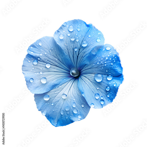 A delicate blue flower, possibly a petunia, with soft, intricate petals. Water droplets sit on the petals on a transparent background,