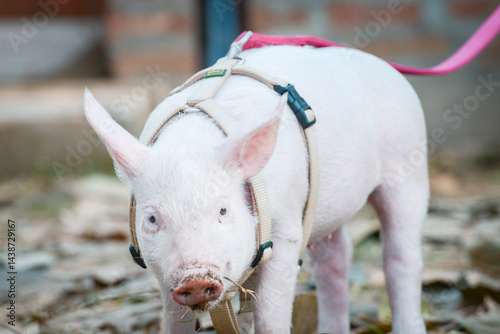 Obraz na płótnie At the sanctuary for animals little piglet for the first time ever walking with a yellow harness and a red leash
w salonie