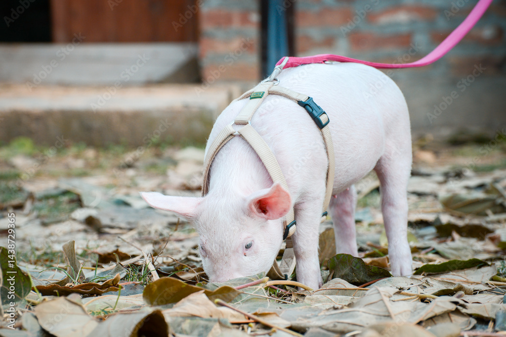 At the sanctuary for animals little piglet for the first time ever walking with a yellow harness and a red leash