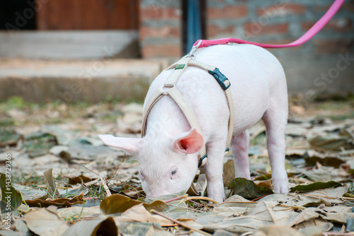 Obraz na płótnie At the sanctuary for animals little piglet for the first time ever walking with a yellow harness and a red leash
w salonie