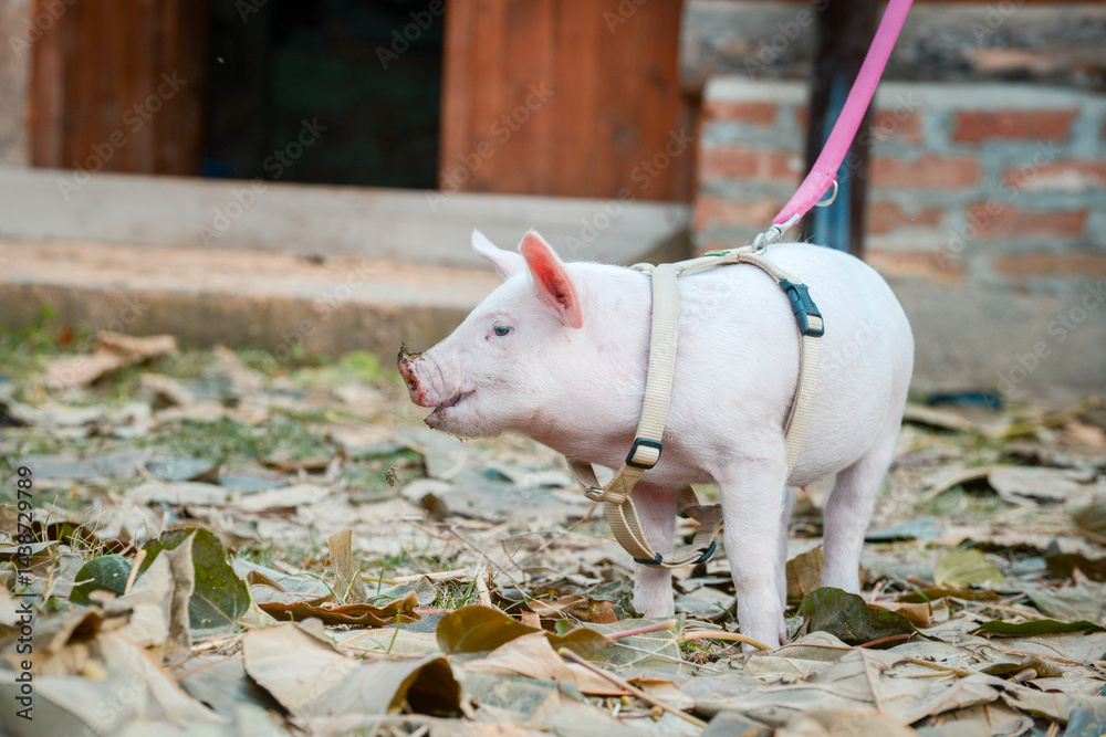 At the sanctuary for animals little piglet for the first time ever walking with a yellow harness and a red leash