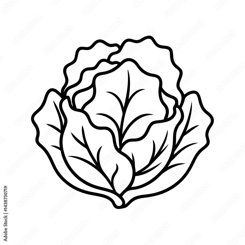 outline of a lettuce line art vector outline of a lettuce line art vector