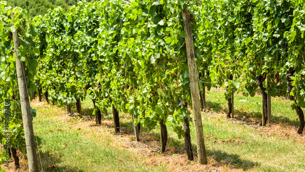 Lush green vineyard rows with grape vines on a sunny day in countryside setting
