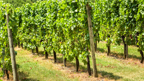 Obraz na płótnie Lush green vineyard rows with grape vines on a sunny day in countryside setting w salonie