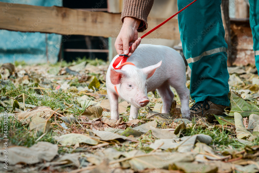 At the sanctuary for animals little piglet for the first time ever walking with a yellow harness and a red leash