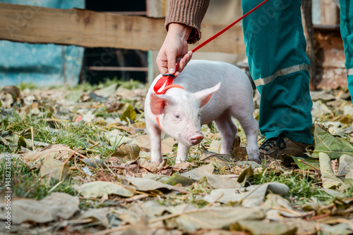 At the sanctuary for animals little piglet for the first time ever walking with a yellow harness and a red leash
