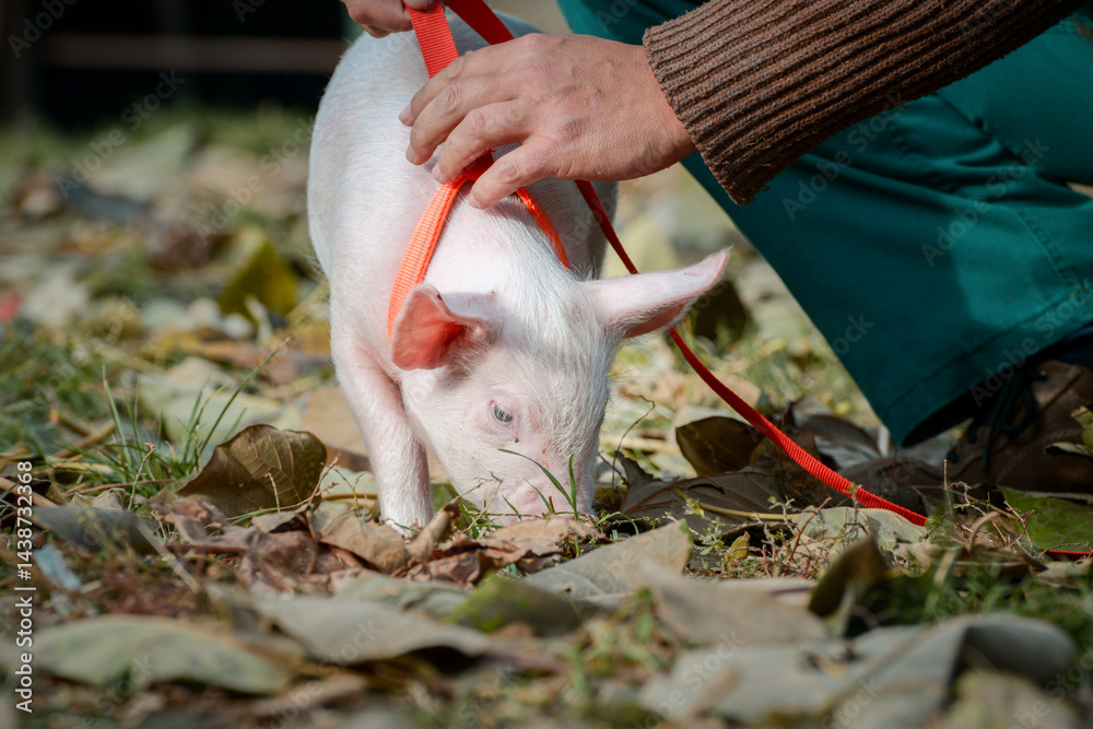 At the sanctuary for animals little piglet for the first time ever walking with a yellow harness and a red leash
