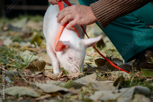 Obraz na płótnie At the sanctuary for animals little piglet for the first time ever walking with a yellow harness and a red leash
w salonie