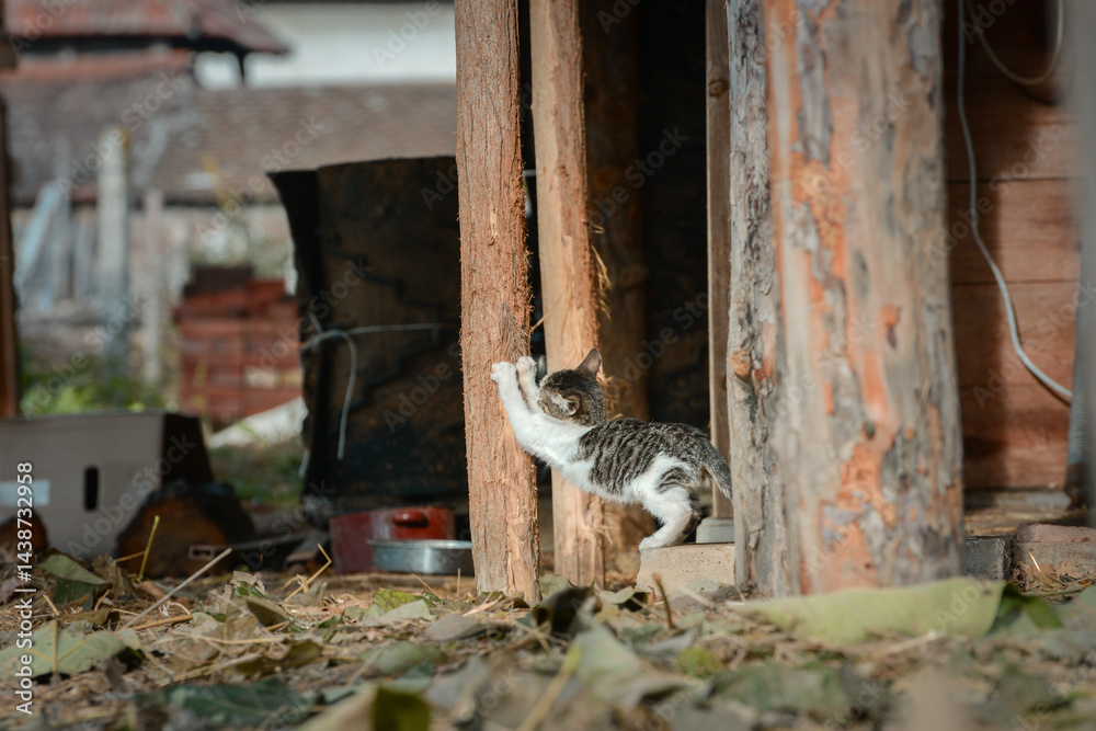 A domestic cat from an animal shelter sharpens its claws on a wooden post in front of the door