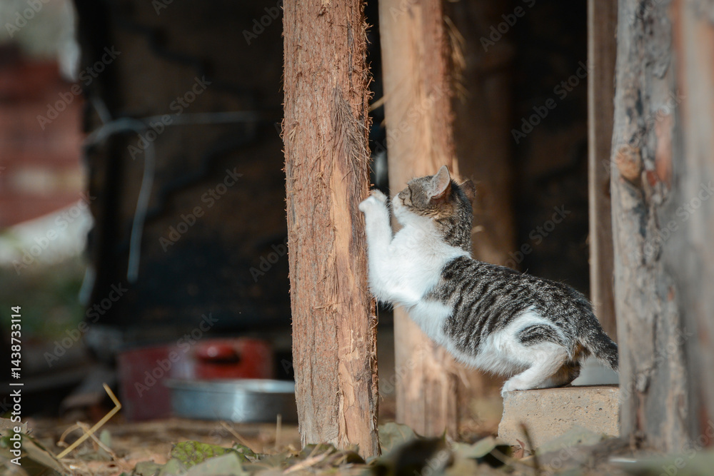 A domestic cat from an animal shelter sharpens its claws on a wooden post in front of the door