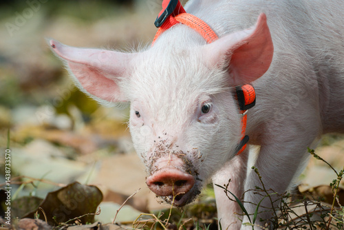 At the sanctuary for animals little piglet for the first time ever walking with a yellow harness and a red leash
