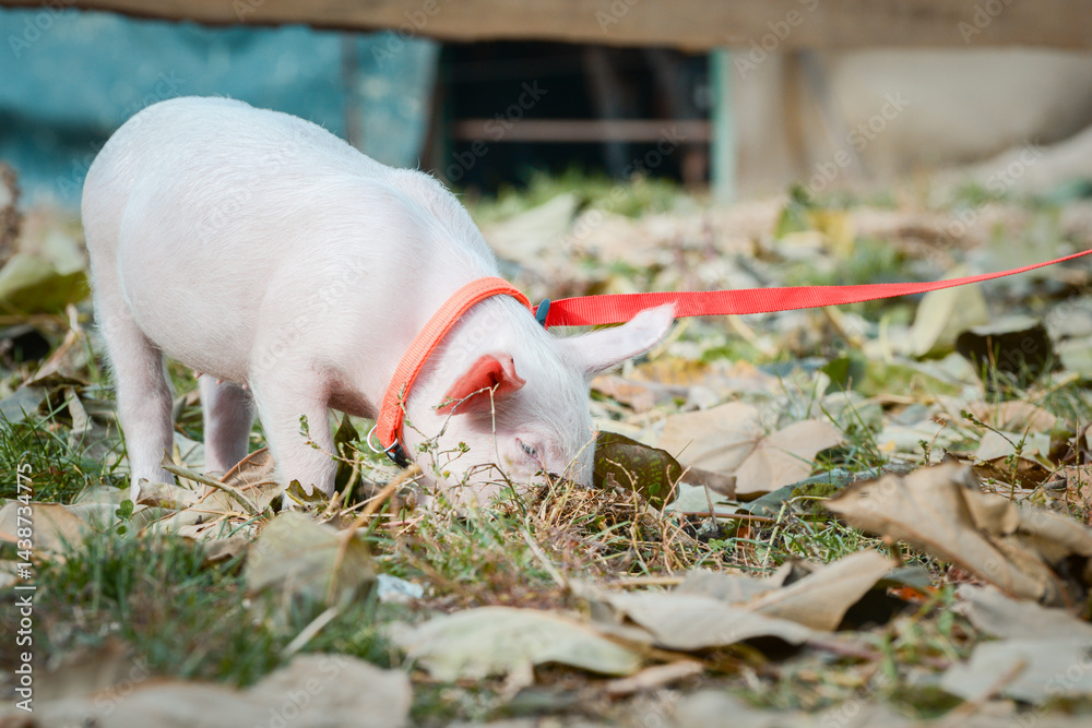 At the sanctuary for animals little piglet for the first time ever walking with a yellow harness and a red leash