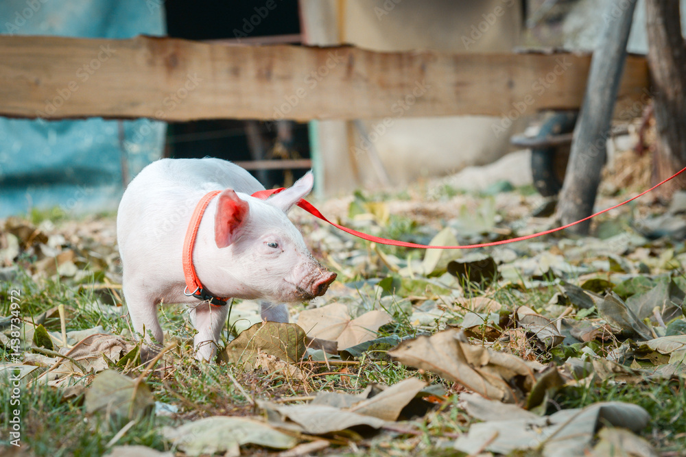 At the sanctuary for animals little piglet for the first time ever walking with a yellow harness and a red leash
