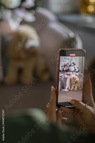 Phone in woman hand make picture of charming beige dog puppy Maltipoo.