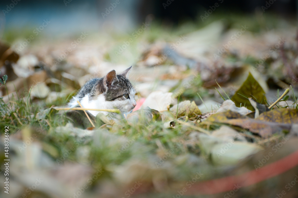 A beautiful colorful domestic cat is hiding among the fallen leaves in the backyard on the farm