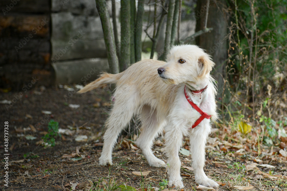 A young rescued dog with a wound around his neck from being tied up with wire at an animal shelter
