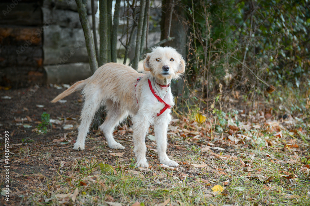 A young rescued dog with a wound around his neck from being tied up with wire at an animal shelter