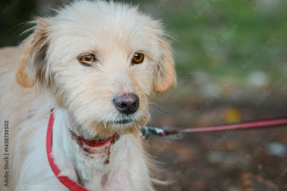 A young rescued dog with a wound around his neck from being tied up with wire at an animal shelter