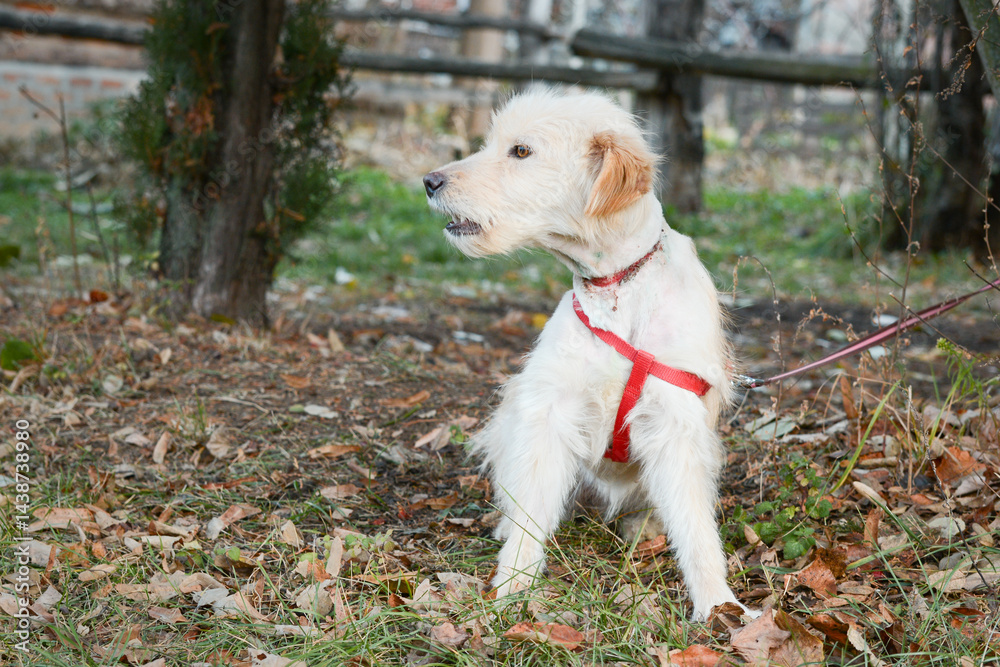 A young rescued dog with a wound around his neck from being tied up with wire at an animal shelter