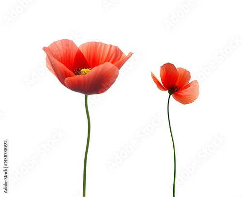 set of two Side view of field poppy plant isolated on white background 
