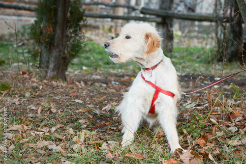 Obraz na płótnie A young rescued dog with a wound around his neck from being tied up with wire at an animal shelter w salonie
