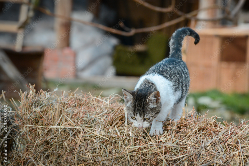 A beautiful domestic cat rests on a bale of straw in the yard of an animal sanctuary