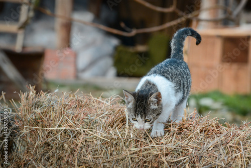 A beautiful domestic cat rests on a bale of straw in the yard of an animal sanctuary