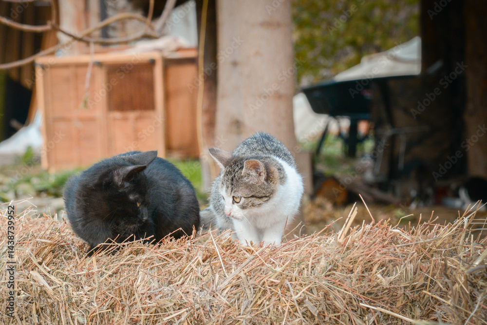 A black and a tabby cat are resting on a bale of straw in the backyard of an animal sanctuary