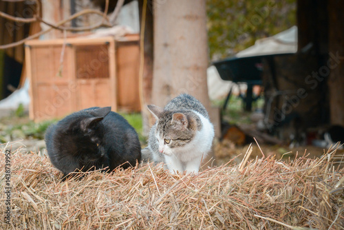 Obraz na płótnie A black and a tabby cat are resting on a bale of straw in the backyard of an animal sanctuary w salonie
