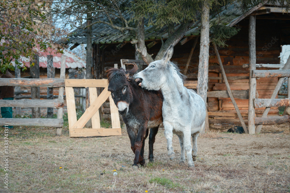 Playful donkeys from the horse sanctuary run around in the pen