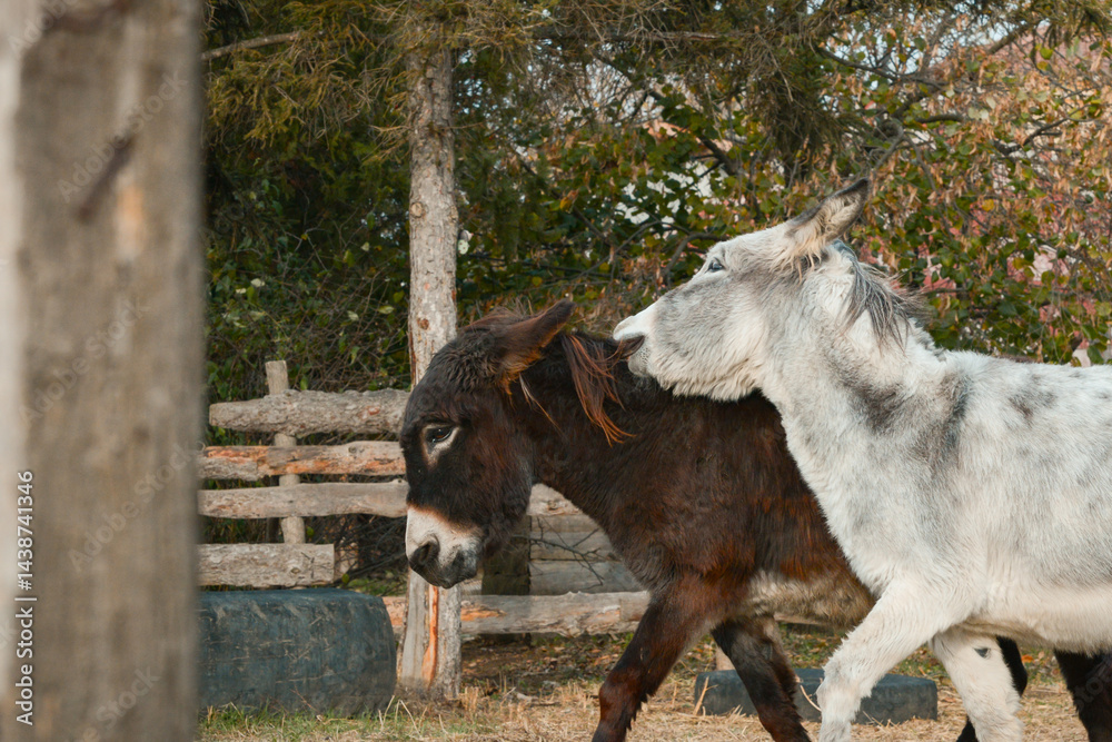 Playful donkeys from the horse sanctuary run around in the pen