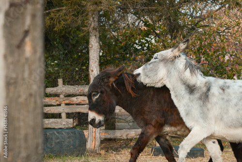 Obraz na płótnie Playful donkeys from the horse sanctuary run around in the pen w salonie